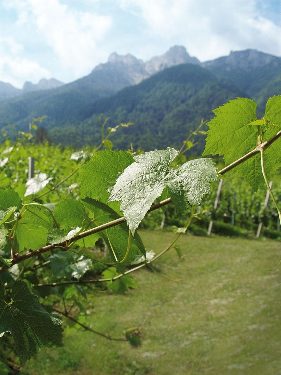 Agritur Ponte Alto - Trento (1)
