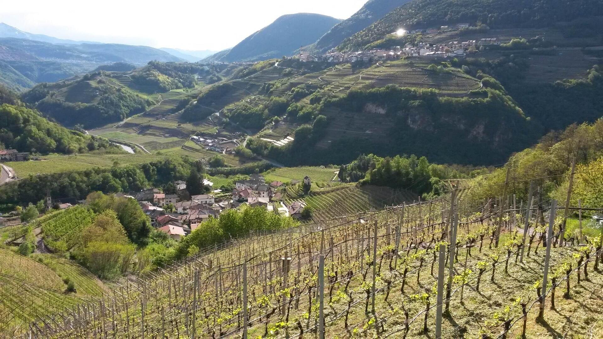 vigneti valla di cembra