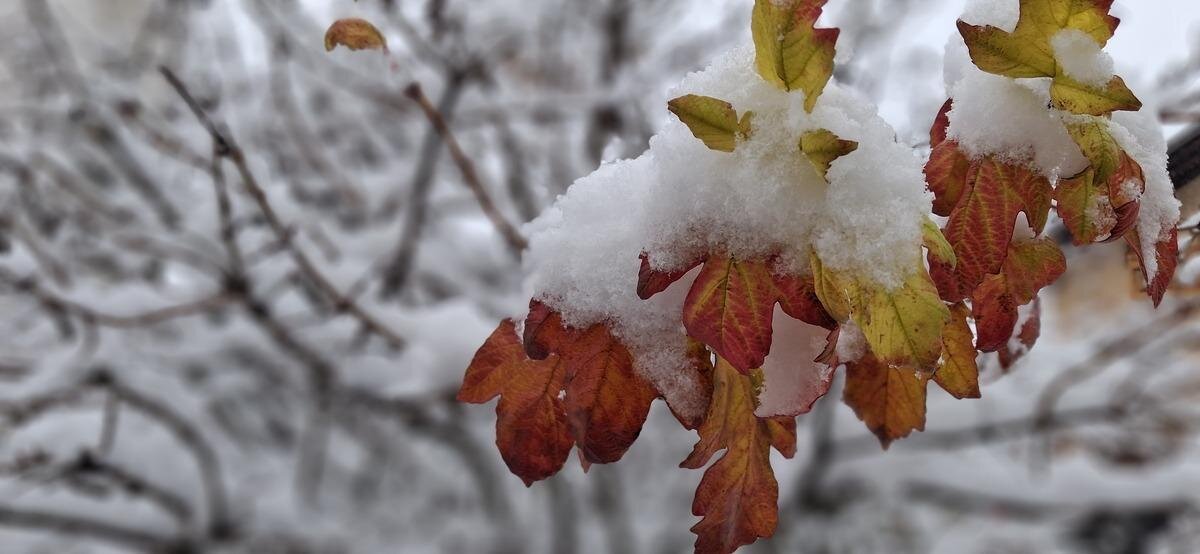 Images Trn 1 5c74f215 D03c 4135 Bef0 890dc03d9107 99 Image