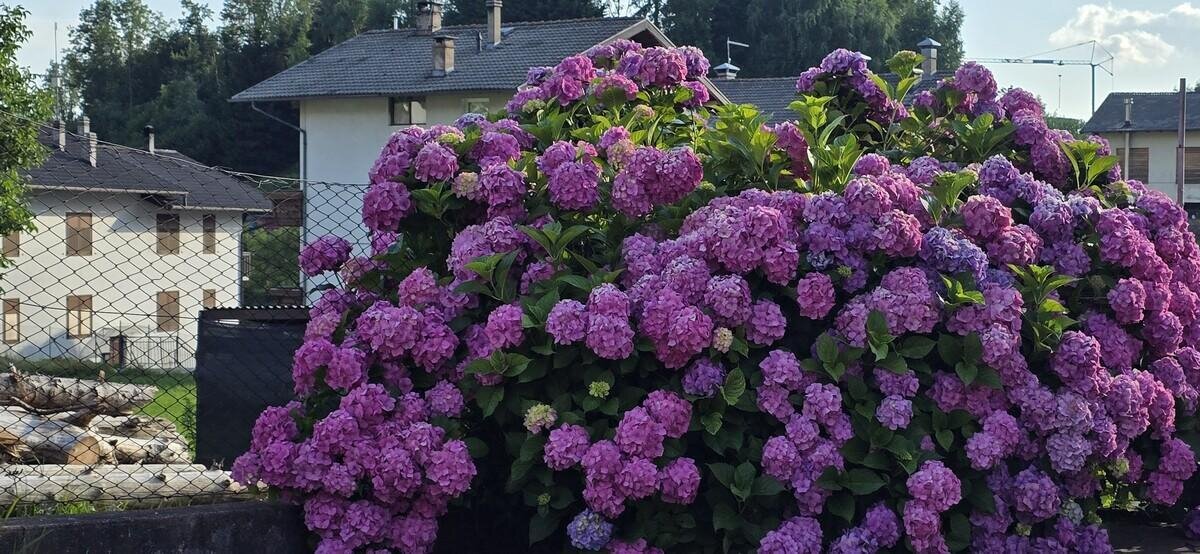 Images Trn 1 Df20baf0 Bb36 488e Bc0d D8becb3b6eed 99 Image