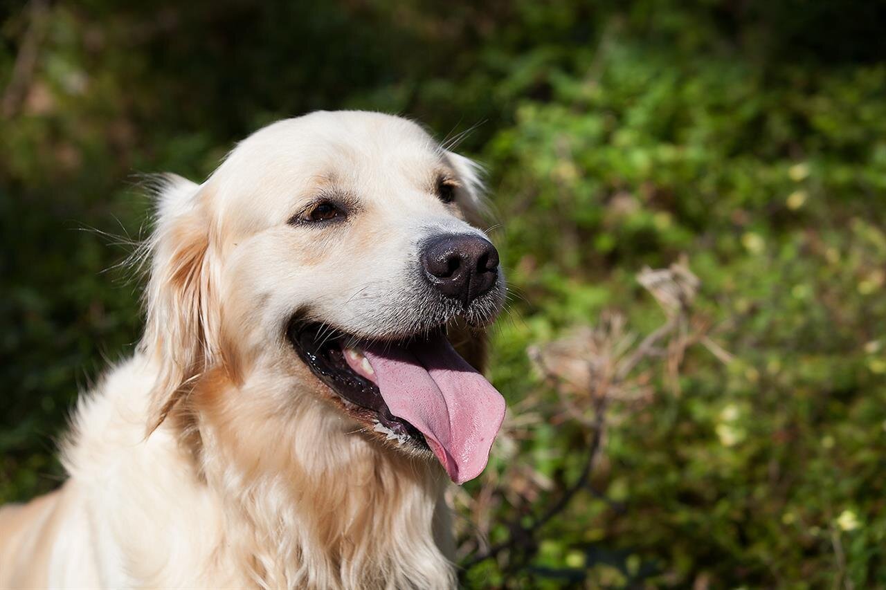 i cani sono benvenuti