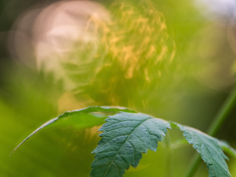 Content Dam Org 7 Images Full Rights Eventi Monte Bondone Giardino Botanico Alpino Viote Trento Aperta 2024 A Occhi Chiusi Nel Giardino Cover