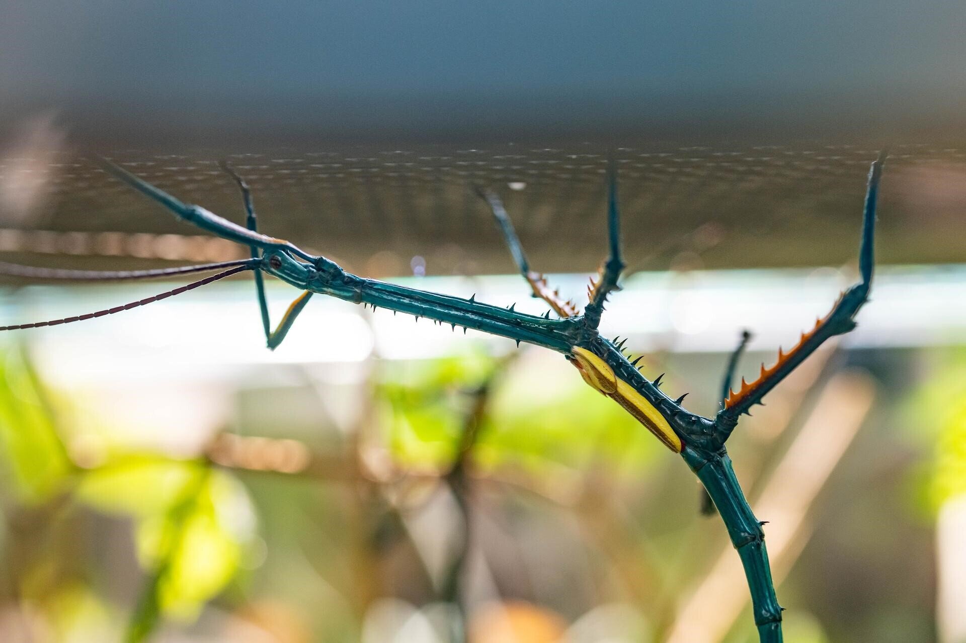 Bugs' Life – Stories of Invertebrates in African Forests – MUSE