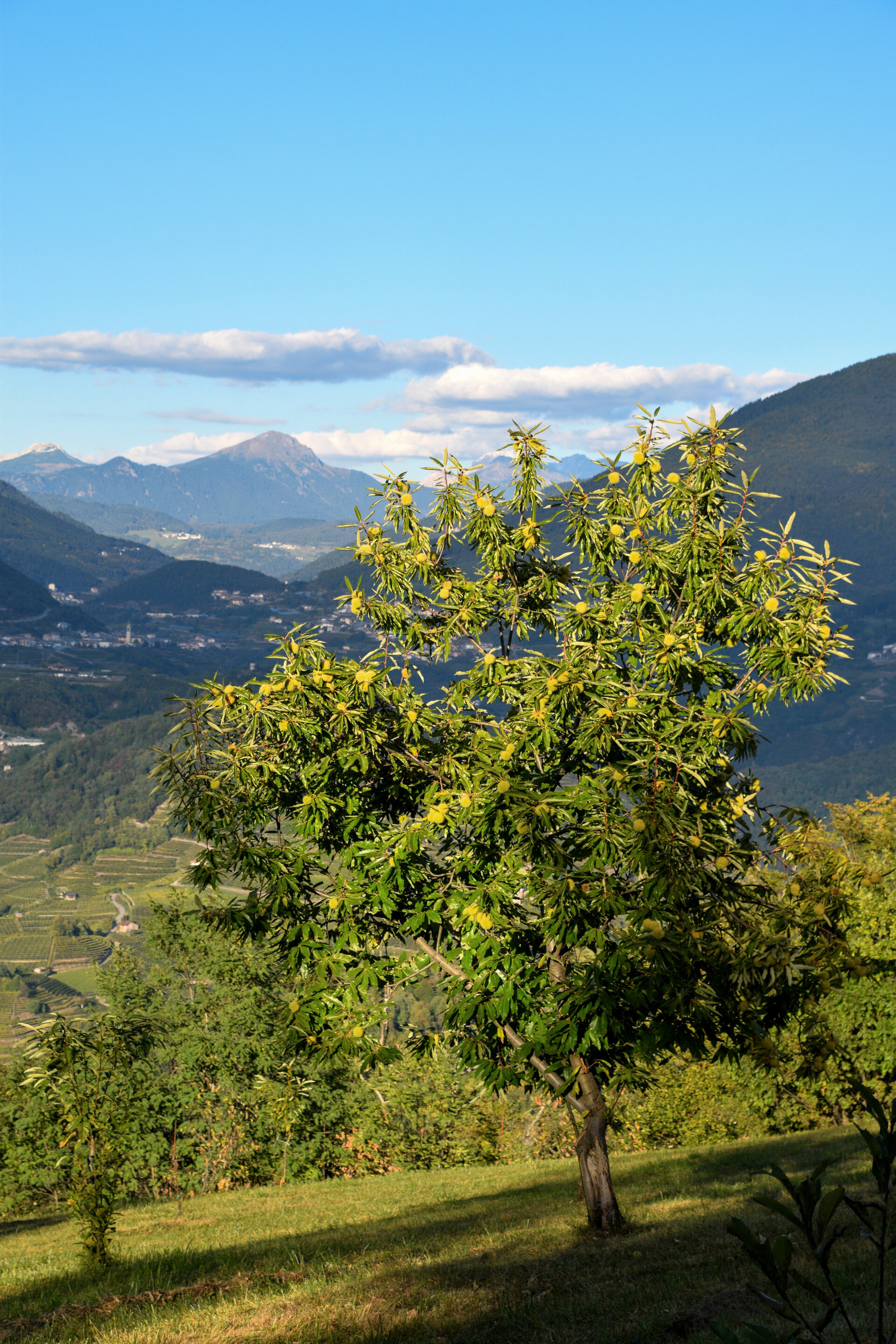 Content Dam Org 7 Images Full Rights Eventi Baselga Di Pine Castagnata Albiano Castagneto Ph Maura Alati 1