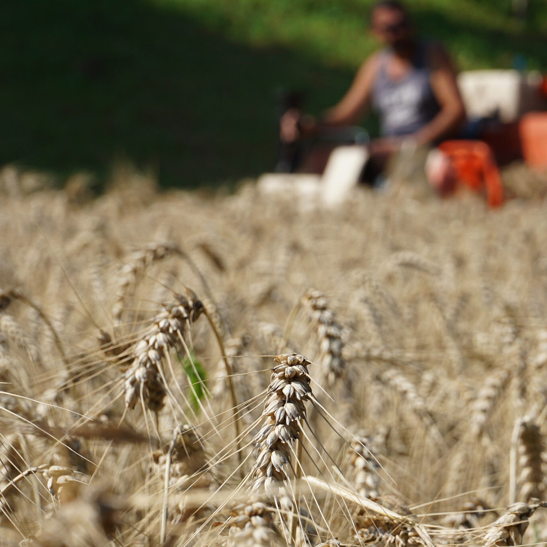 Content Dam Org 7 Images Full Rights Eventi Baselga Di Pine Eventi Campirlota Birrificio Comparsa