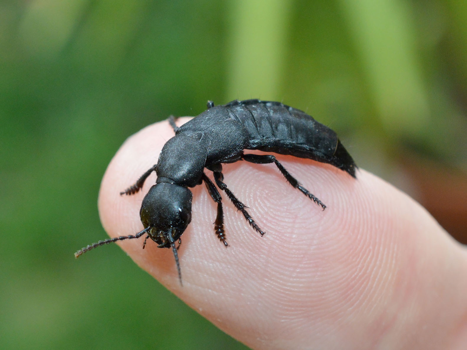 City Nature Challenge - MUSE