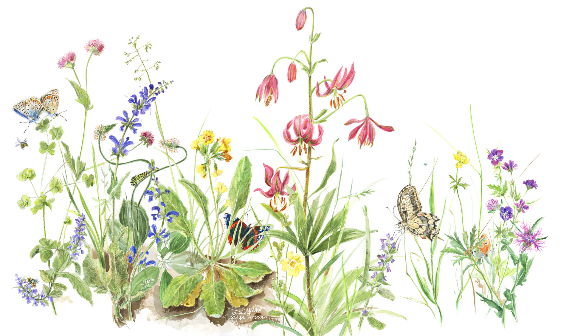 Botanischer Aquarellkurs Blumen, Stiele und Insekten: Die Wiese in der botanischen Zeichnung – Botanischer Alpengarten der Viote