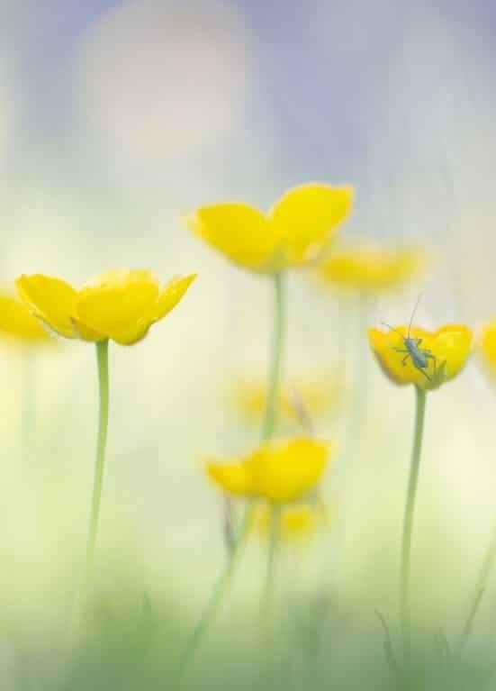 Corso fotografia naturalistica - Giardino Botanico Alpino Viote