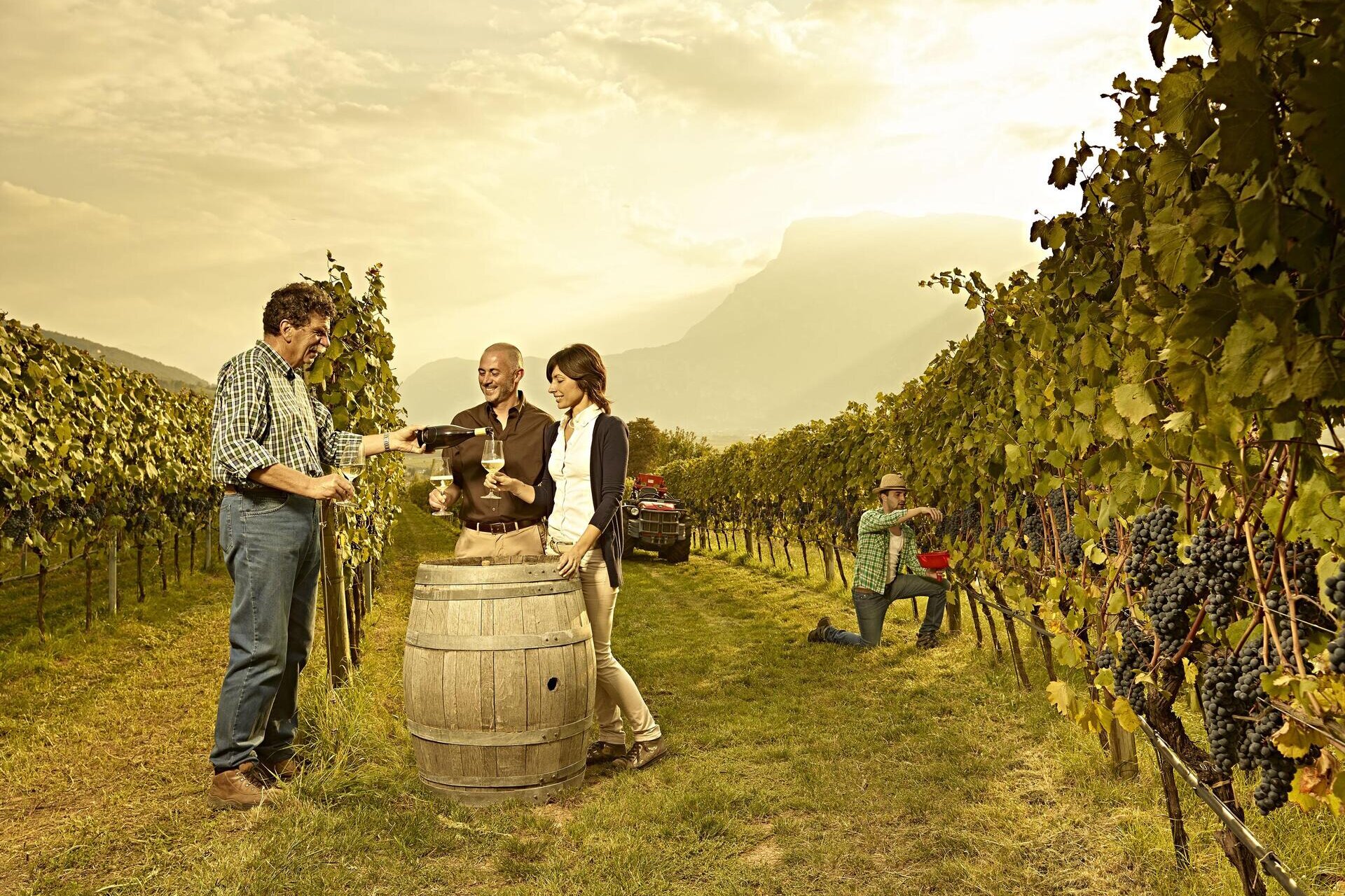 Tastings and visits to Trento wineries