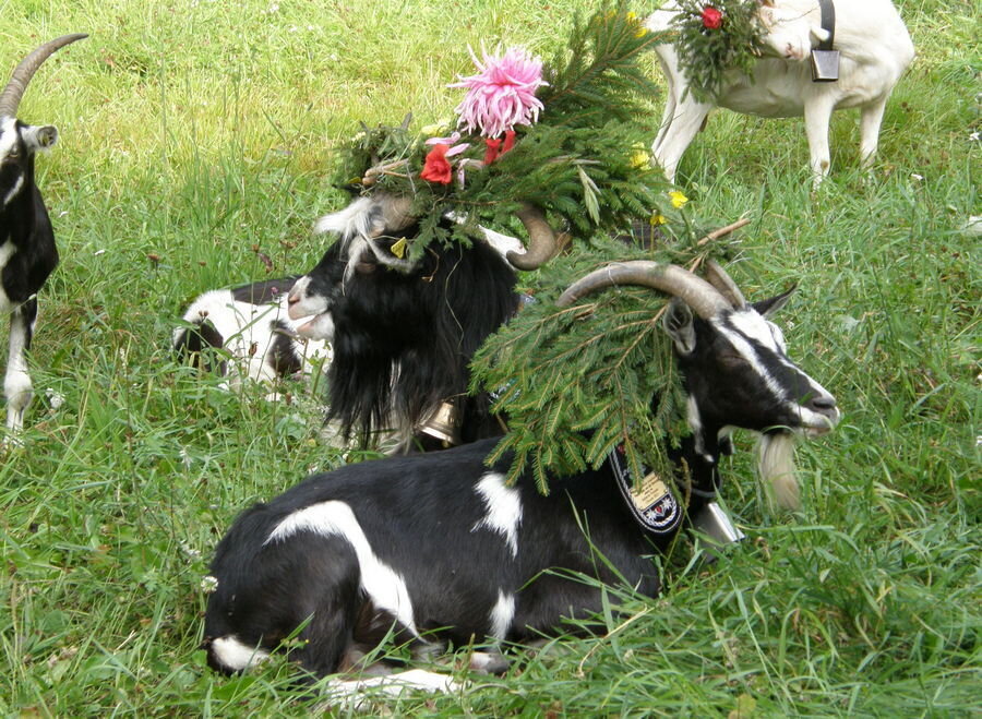 Esposizione di Capra Pezzata Mòchena