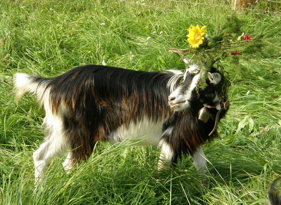 Content Dam Org 7 Images Full Rights Eventi Baselga Di Pine Esposizione Capra Pezzata Capra Giovanni Giovannini