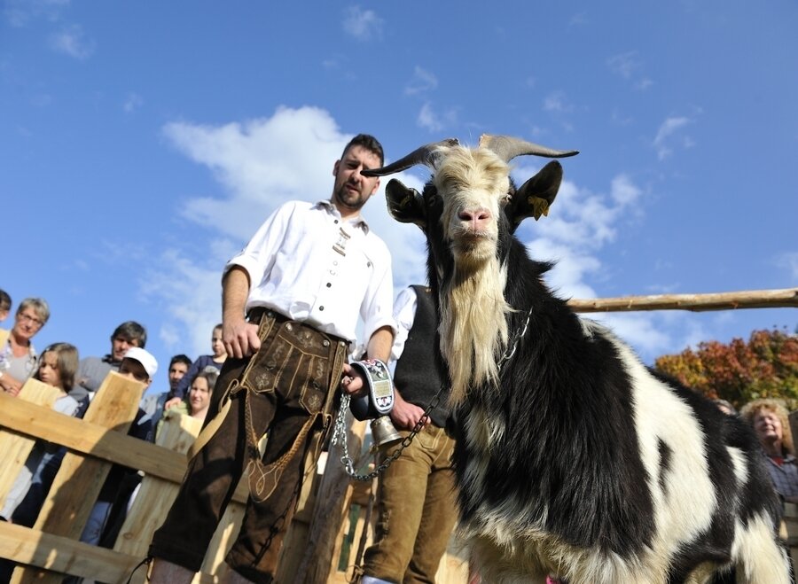 Content Dam Org 7 Images Full Rights Eventi Baselga Di Pine Esposizione Capra Pezzata Capra Pezzata Mochena Ph Ivan Giovannini