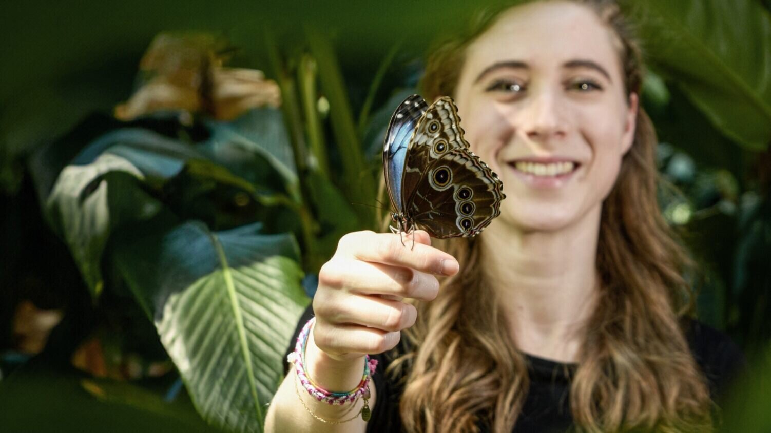 Butterfly forest - MUSE