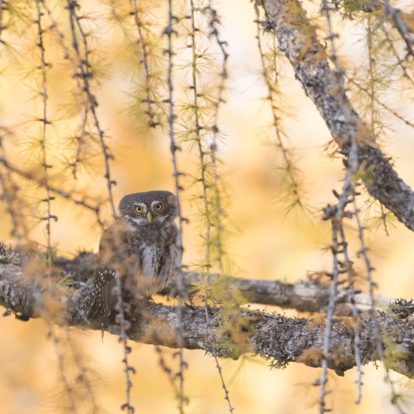 Fragmente der Biodiversität der Alpenfauna - Fotoausstellung der Trentiner Fauna von Fabio Ghisu
