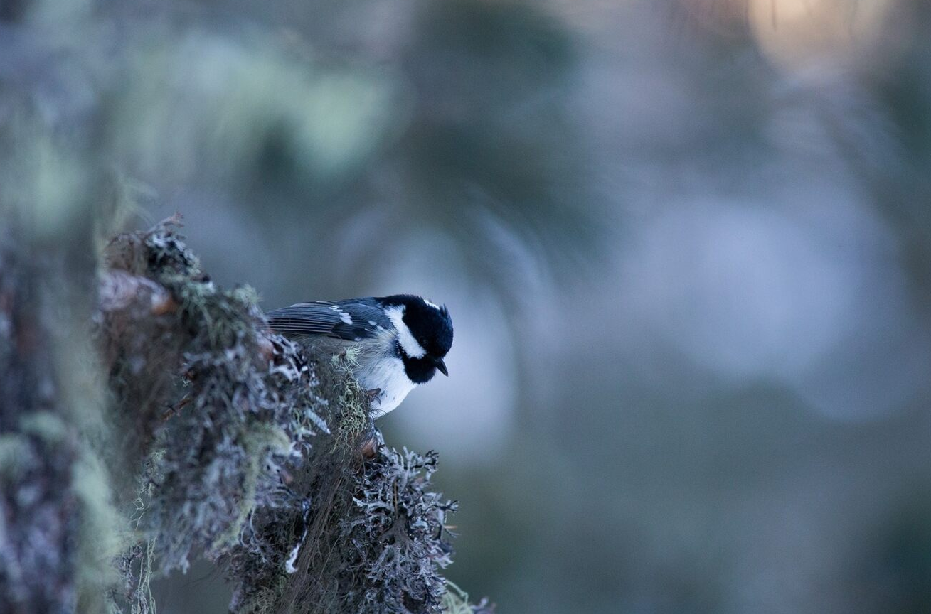 Giardino d’inverno - Giardino Botanico Alpini Viote - MUSE