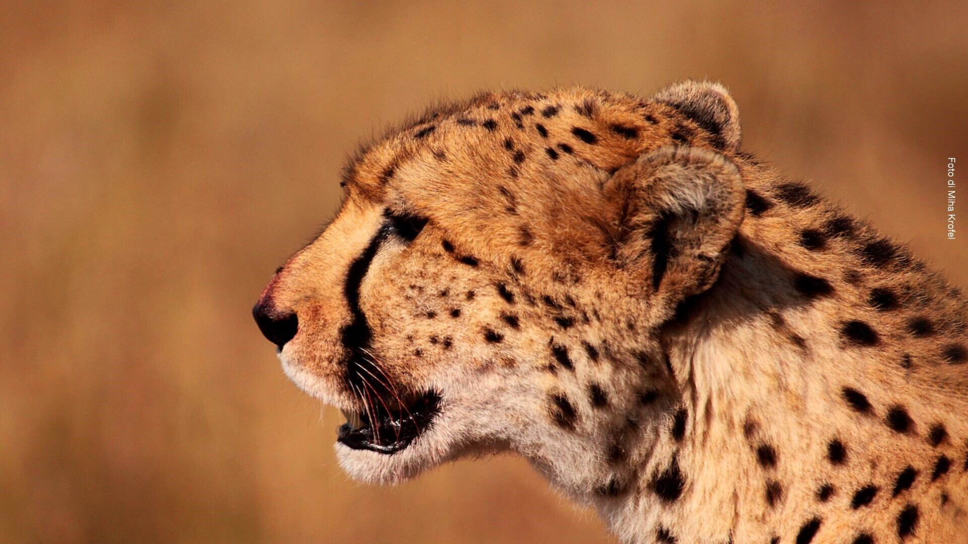 The big cats of Namibia