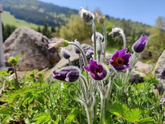 Il mistero dei fiori viola - MUSE