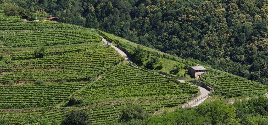 Let’s learn how to taste wine: Müller Thurga special