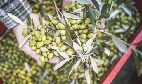 Let's learn to recognize quality oil - Enoteca provinciale del Trentino - Palazzo Roccabruna