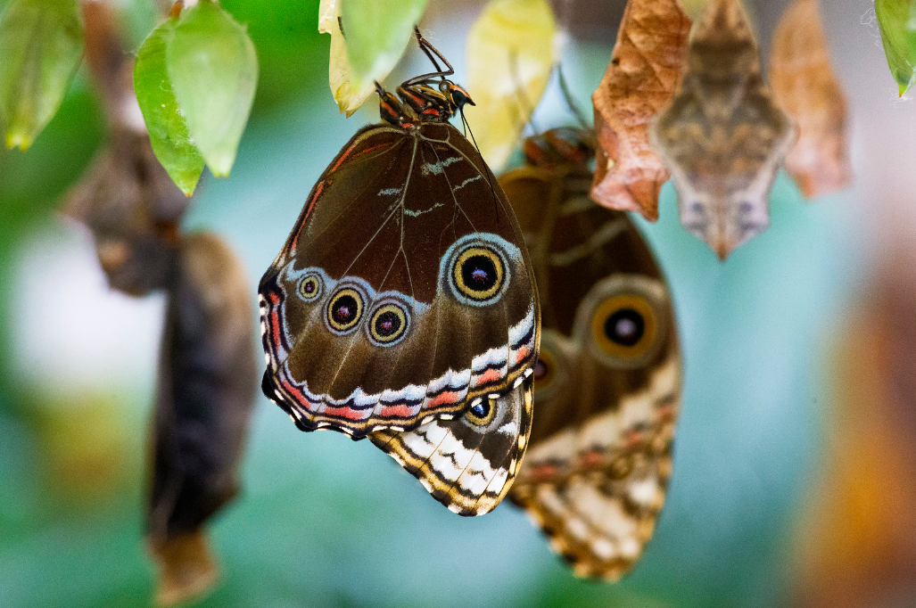 In un battito d'ali - MUSE