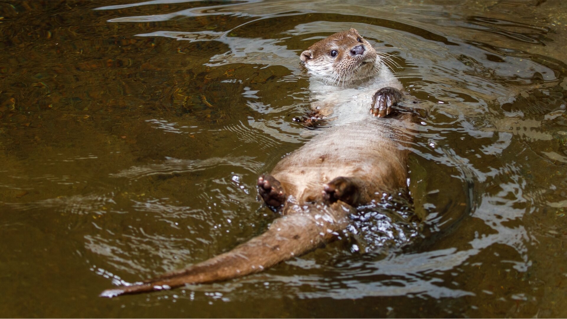 Incontri al museo per parlare di fauna - MUSE