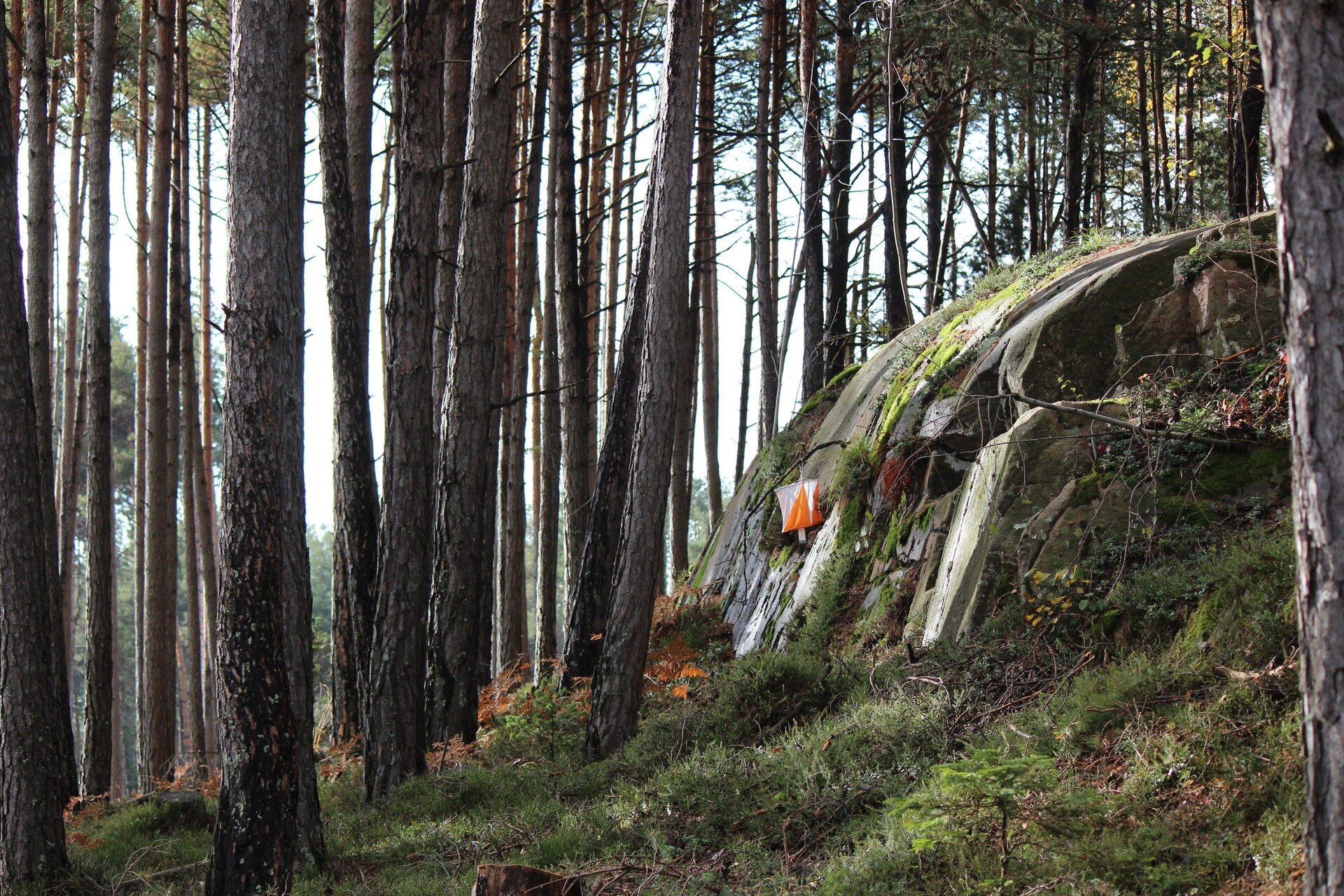 Junior World Orienteering Championships 2025