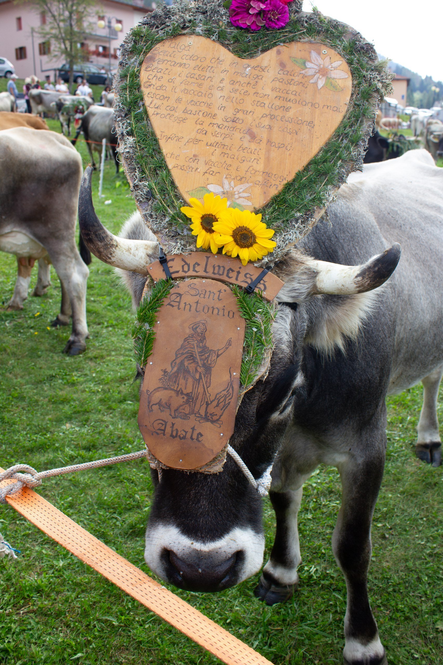 Content Dam Org 7 Images Full Rights Eventi Baselga Di Pine Desmalgada Desmalgada 25 Desmalgada 25 2
