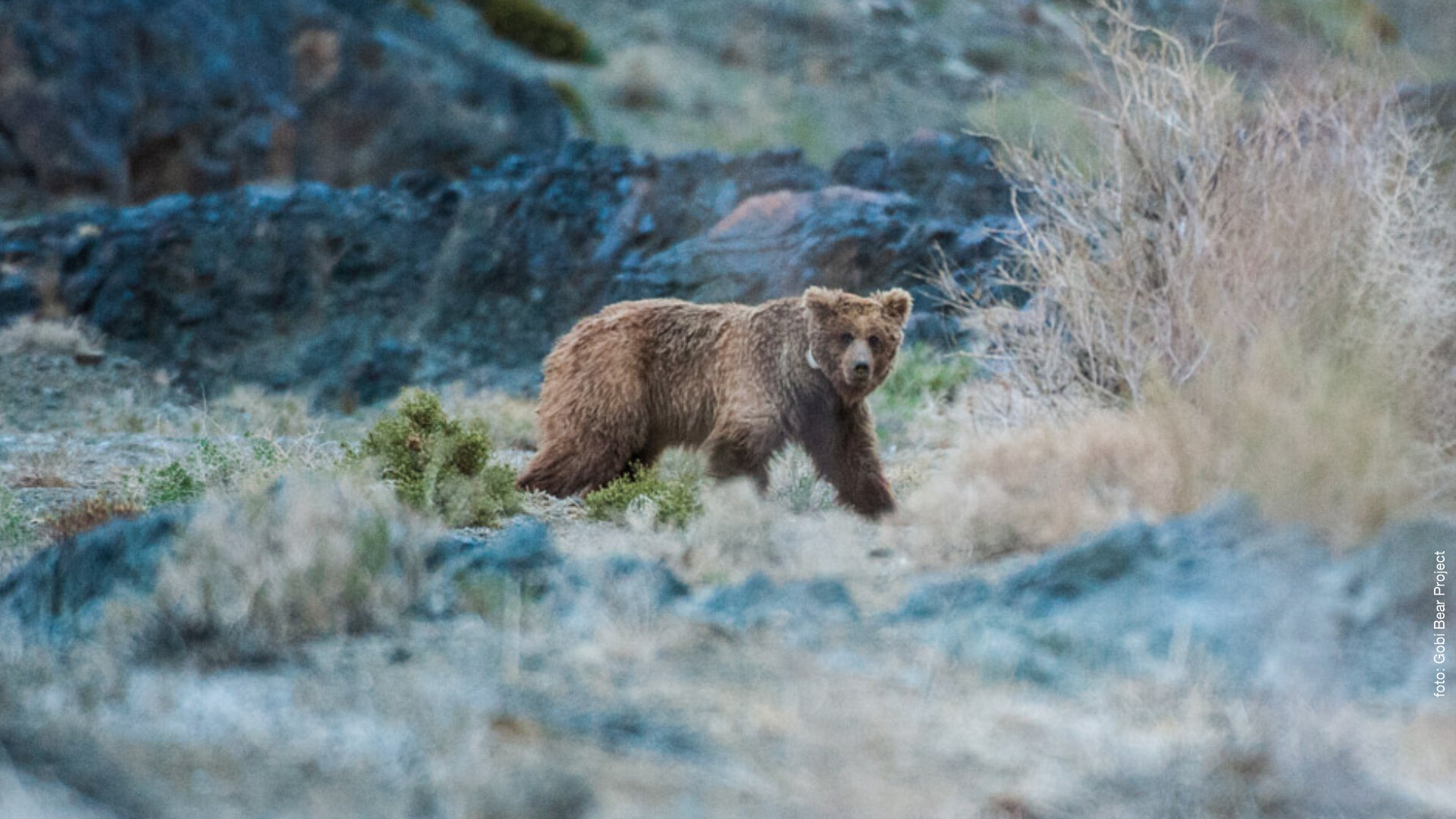 Fauna in der Trans-Altai-Wüste - MUSE
