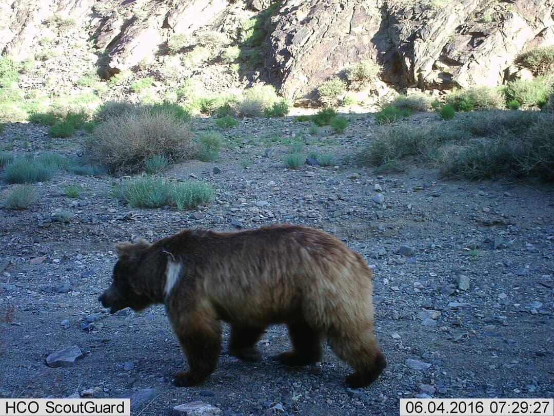 Content Dam Org 7 Images Full Rights Eventi Trento Muse 2023 2024 La Fauna Nel Deserto Trans Altai Orso 2