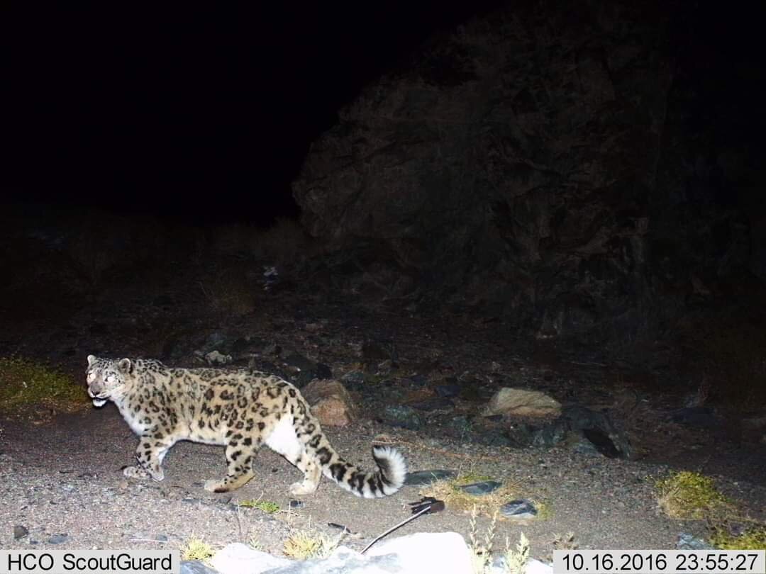 Content Dam Org 7 Images Full Rights Eventi Trento Muse 2023 2024 La Fauna Nel Deserto Trans Altai Orso 3