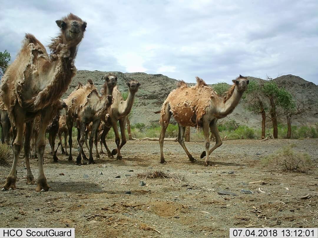 Content Dam Org 7 Images Full Rights Eventi Trento Muse 2023 2024 La Fauna Nel Deserto Trans Altai Orso 4