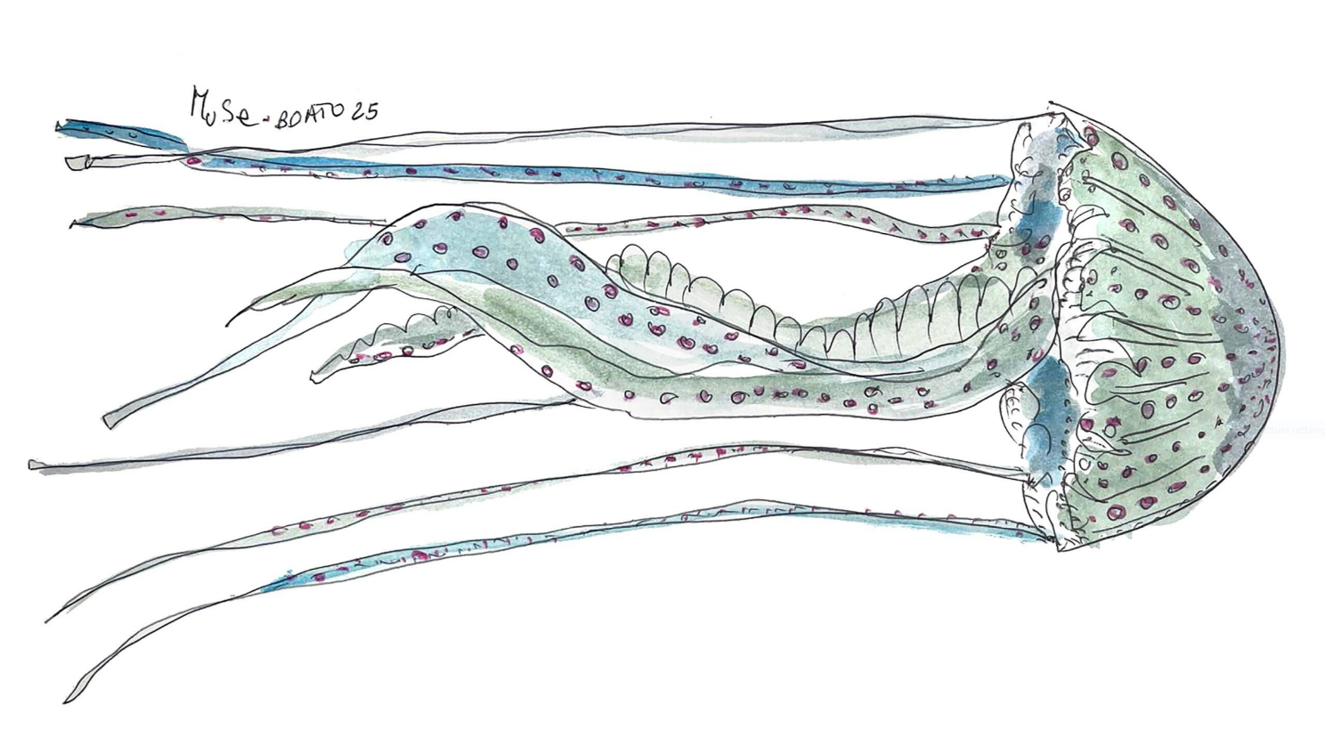 La Medusa - Installazione artistica - MUSE