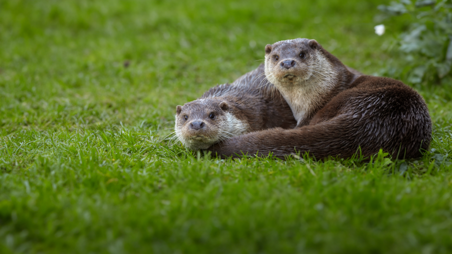 Lady of the rivers: the silent return of the otter in the Alps