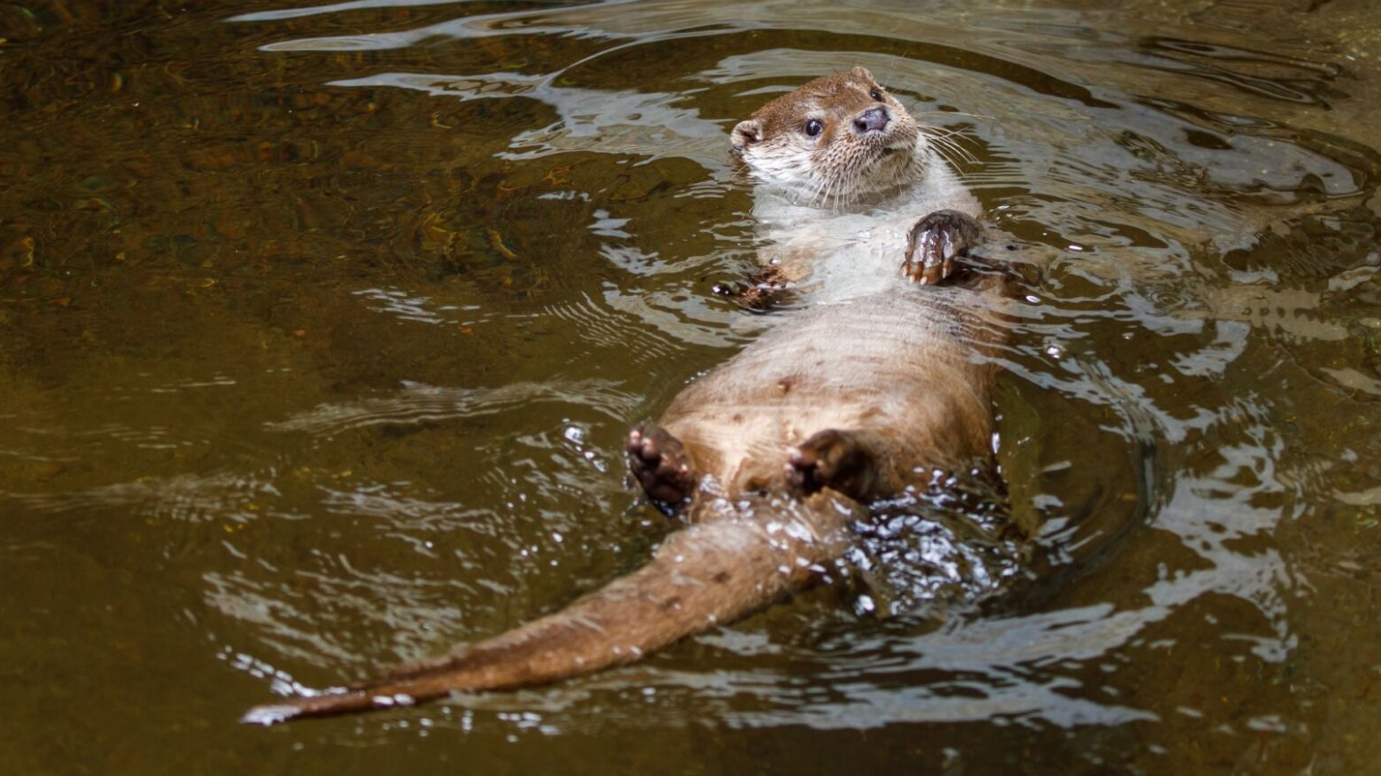 Content Dam Org 7 Images Full Rights Eventi Trento Muse 2023 2024 La Signora Dei Fiumi Il Silenzioso Ritorno Della Lontra Nelle Alpi La Signora Dei Fiumi 1