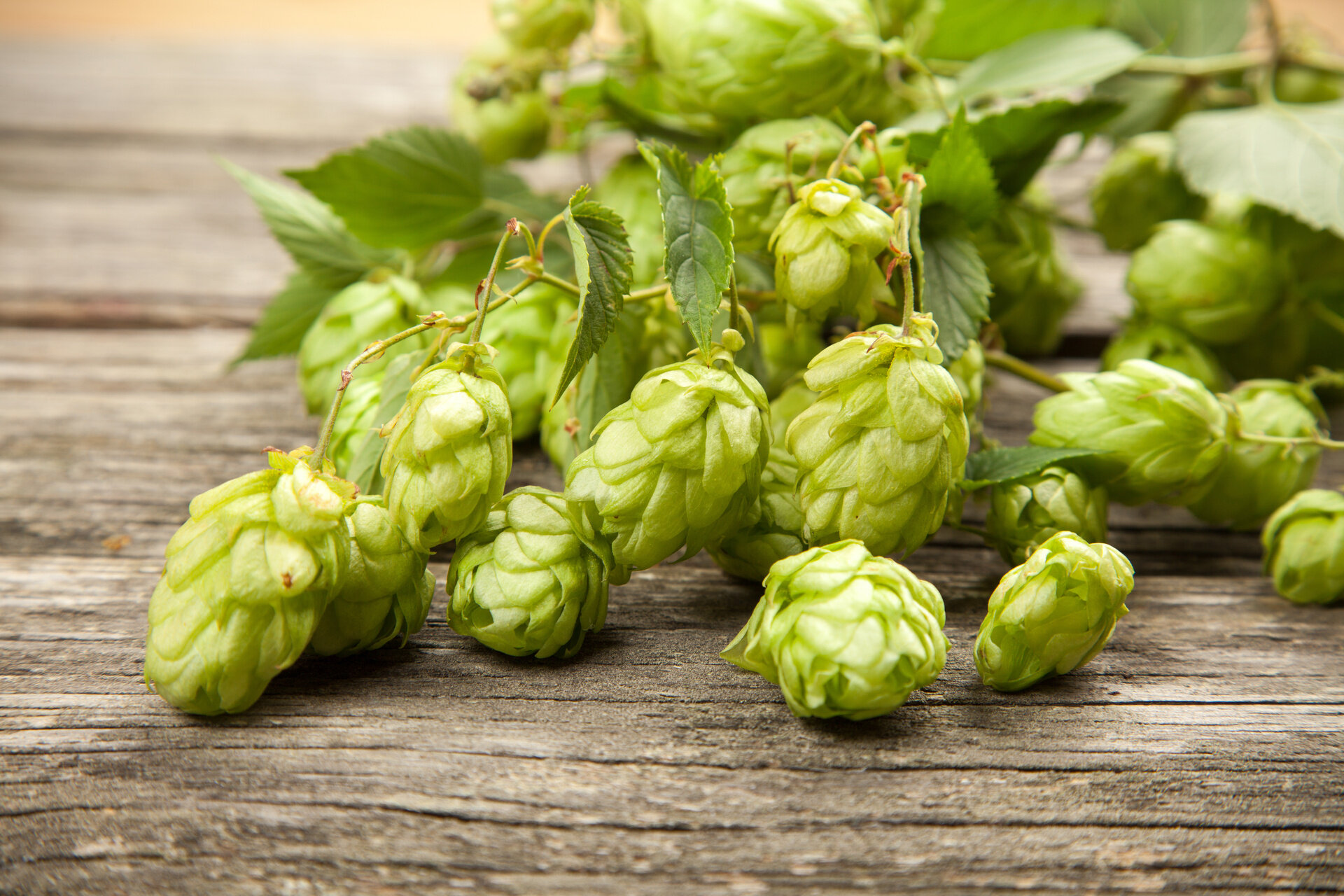 Verkostungsworkshop - Malz und Hopfen, eine Reise in das Herz des Bieres - Palazzo Roccabruna