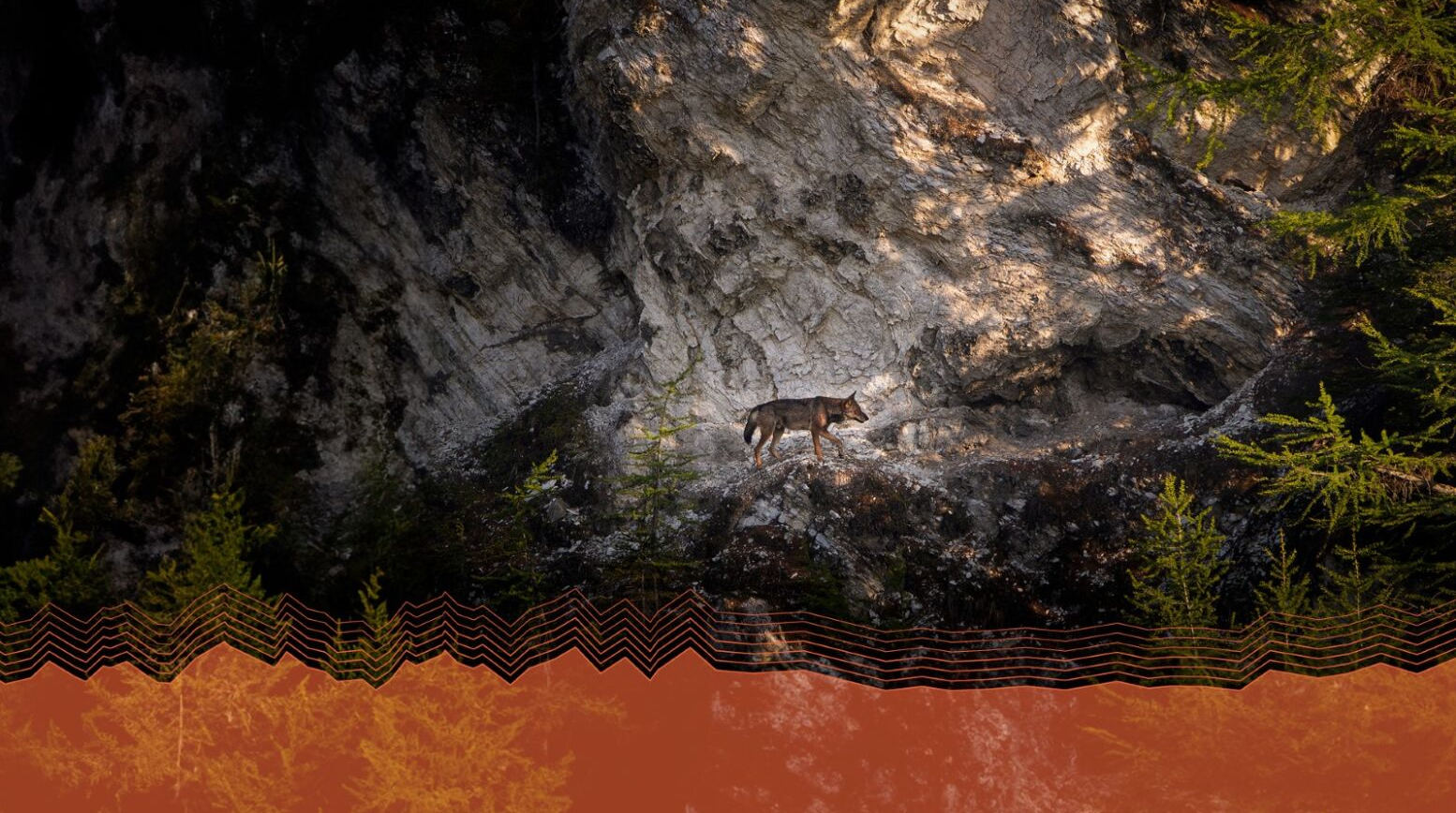 LIFE WolfAlps EU Final Event - Activities, exhibitions and performances