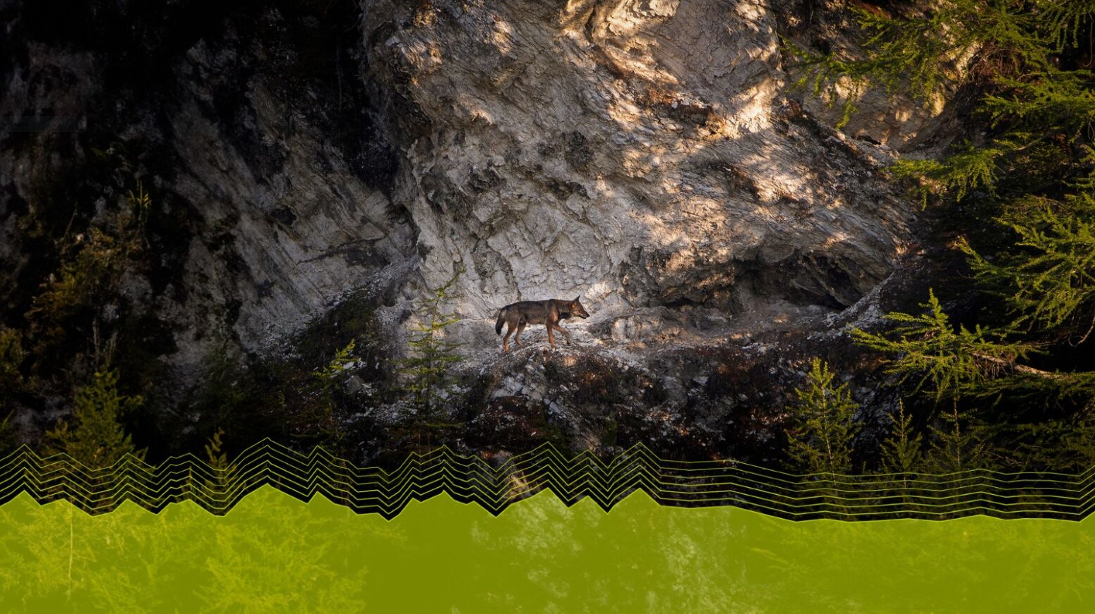 LIFE WolfAlps EU Final Event – Dialogo tra Douglas W. Smith e Luigi Boitani