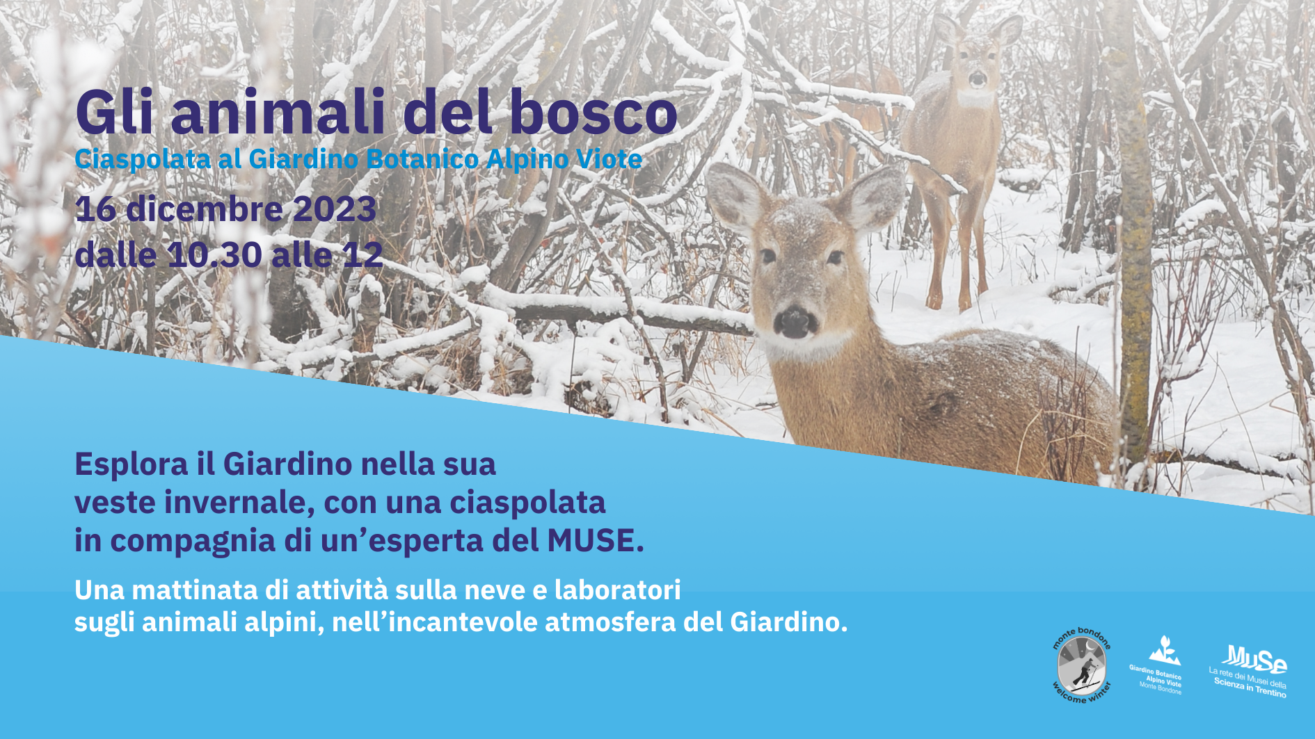 Meet Bondone - Tiere des Waldes