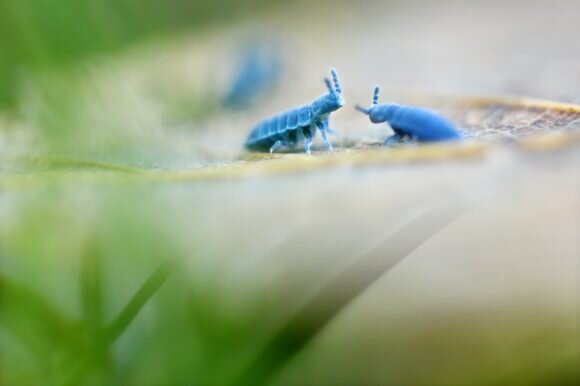 MIRIADE - the microscopic multitude - Photo exhibition on collembolis by Marco Colombo