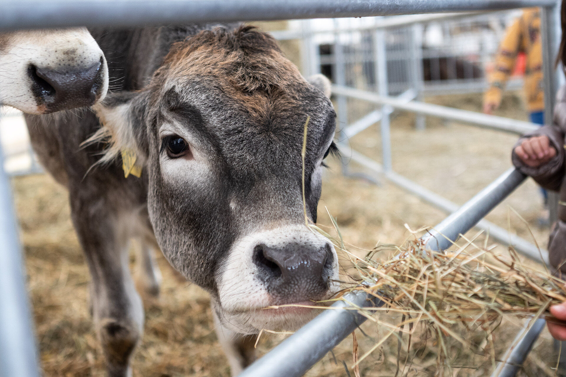 Content Dam Org 7 Images Full Rights Eventi Trento Trento Fiere Mostra Dell Agricoltura Ma New 7