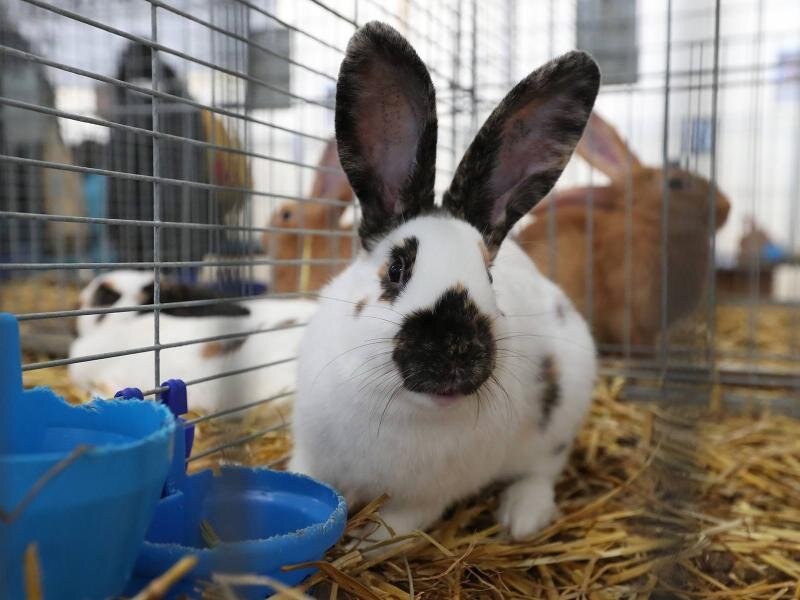 Content Dam Org 7 Images Full Rights Eventi Trento Trento Fiere Mostra Dell Agricoltura Mostra Dell Agricoltura 4