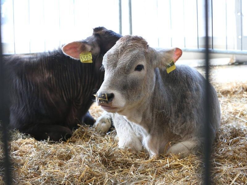 Content Dam Org 7 Images Full Rights Eventi Trento Trento Fiere Mostra Dell Agricoltura Mostra Dell Agricoltura 11