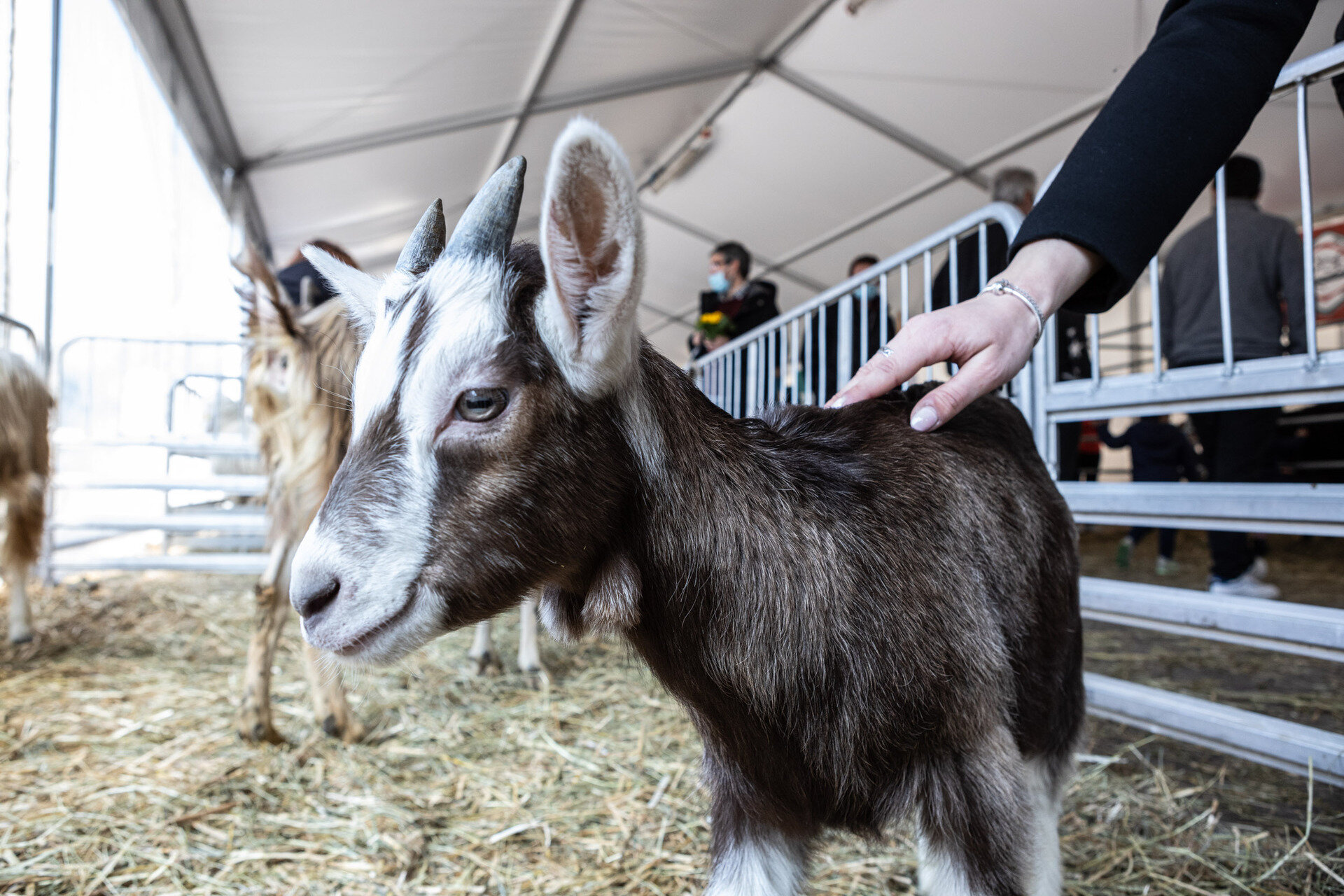 Content Dam Org 7 Images Full Rights Eventi Trento Trento Fiere Mostra Dell Agricoltura Ma New 6
