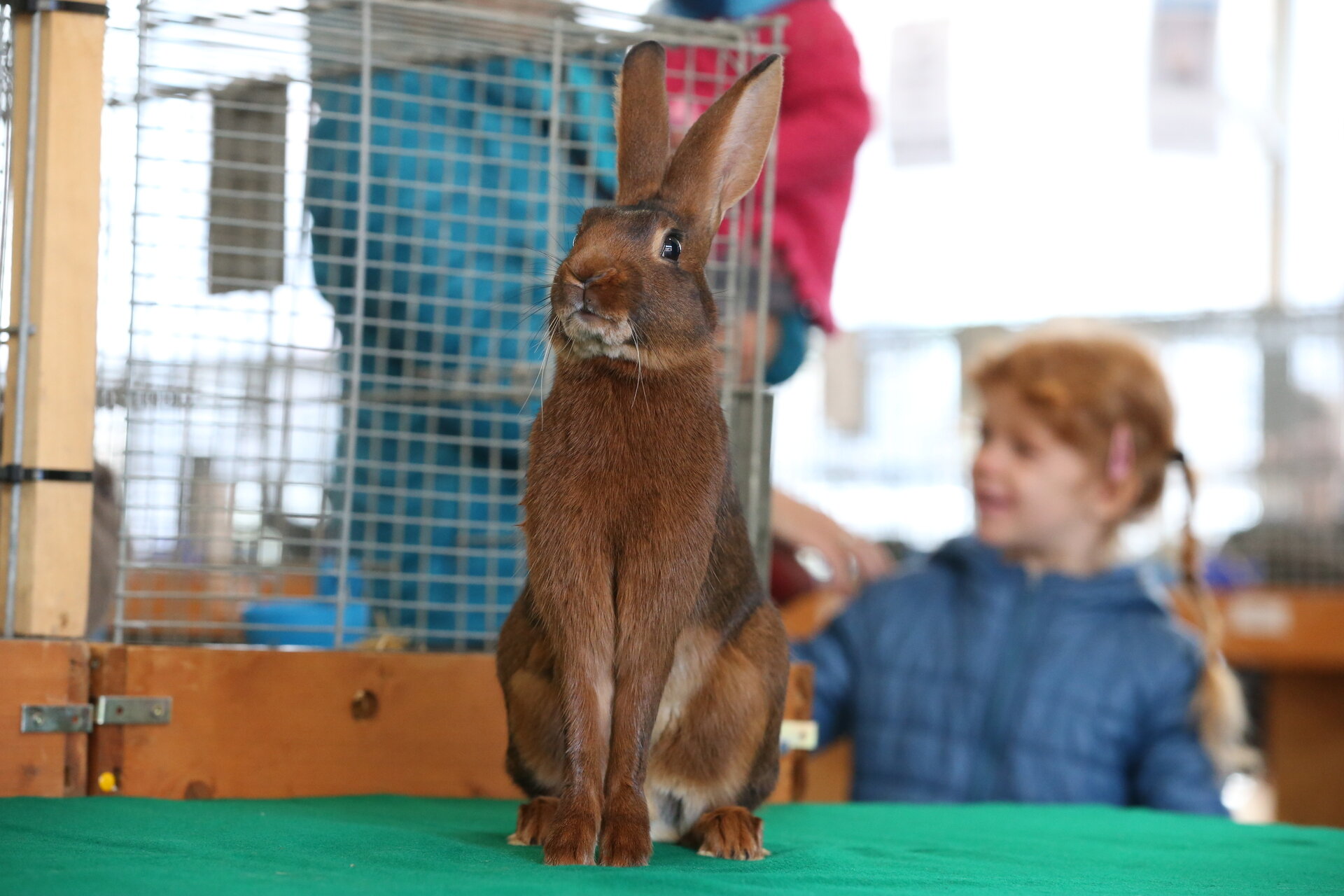 Content Dam Org 7 Images Full Rights Eventi Trento Trento Fiere Mostra Dell Agricoltura Mostra Dellagricoltura Trento Expo Foto M Trabalza 4