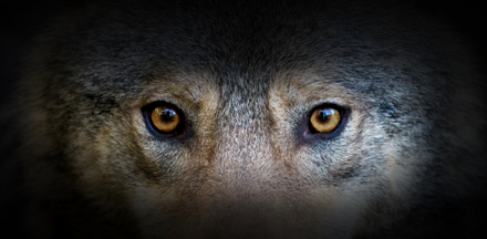 MUSE - In the mind of the wolf