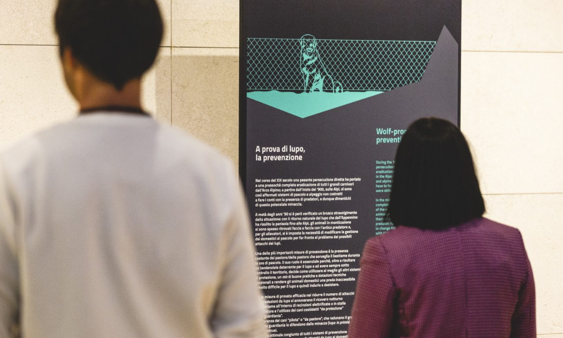 Content Dam Org 7 Images Full Rights Eventi Trento Muse 2023 2024 Nella Mente Del Lupo Nella Mente Del Lupo