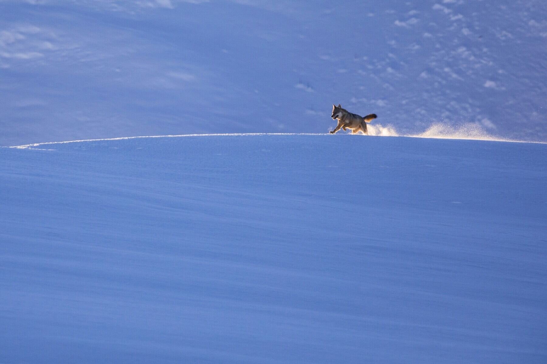 Nelle tracce del lupo – Incontro con gli autori - MUSE
