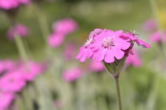 Note tra i fiori - MUSE