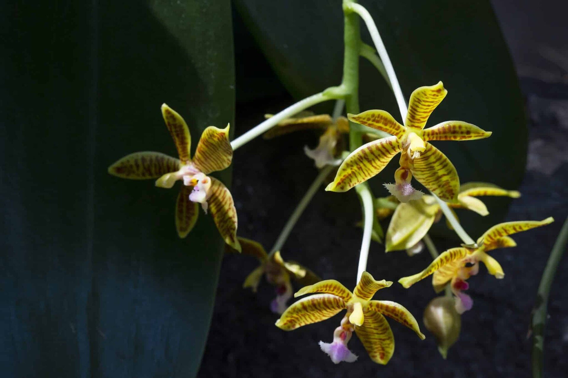 Orchidarium - Esposizione internazionale di orchidee tropicali - MUSE