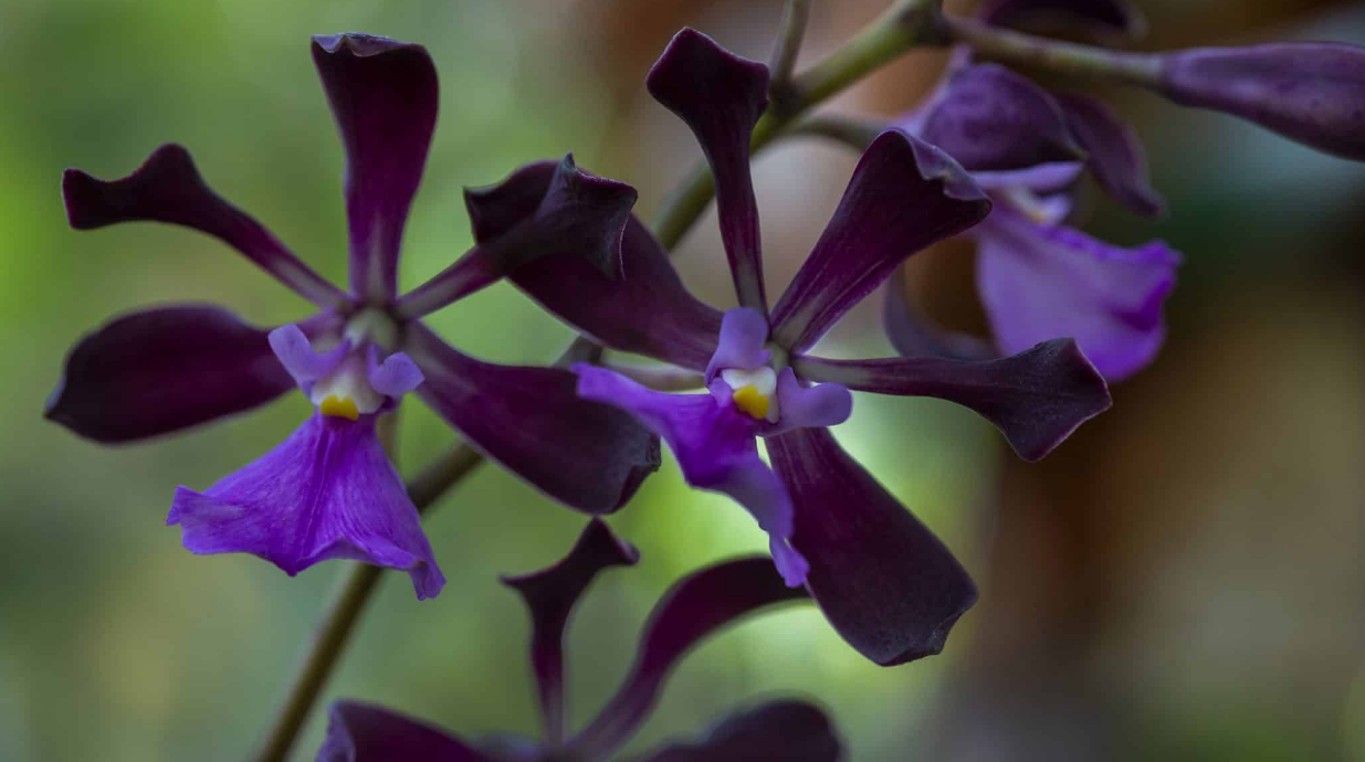 Orchidarium - Esposizione internazionale di orchidee tropicali - MUSE